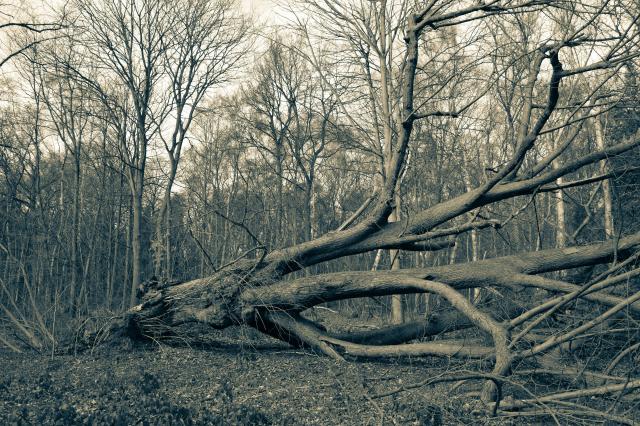Fallen