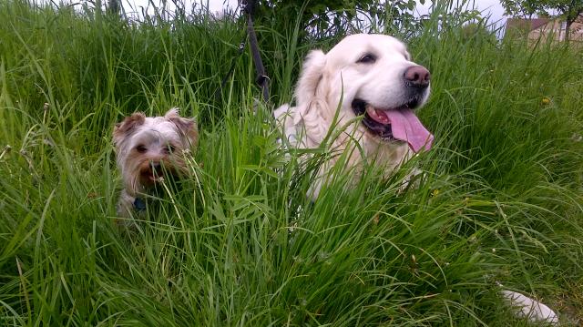 Rasti i Carlo 