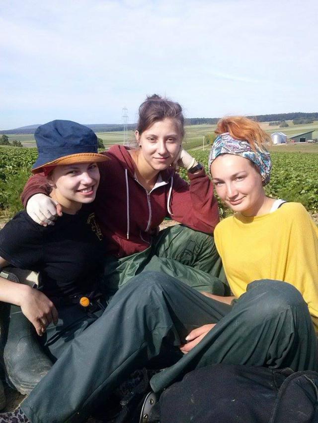 truskawki 2014