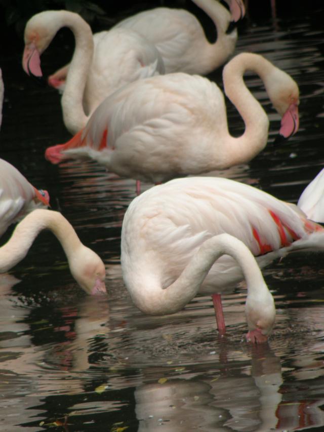 Zoo Moulhouse