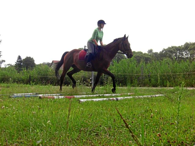 Wpis withwindgalloping