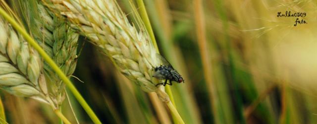 horse fly
