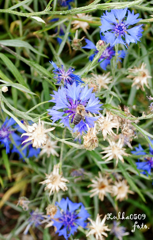 Bee