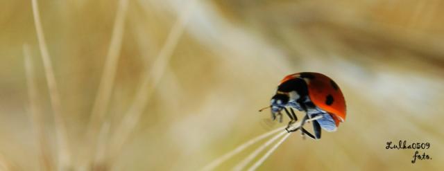 ladybug
