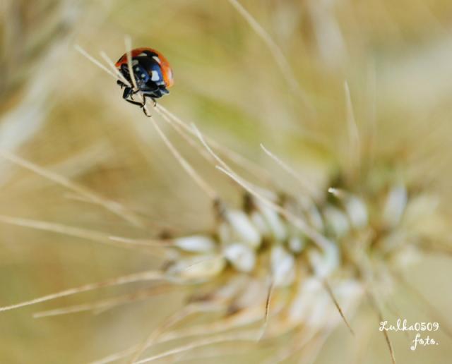 ladybug 2