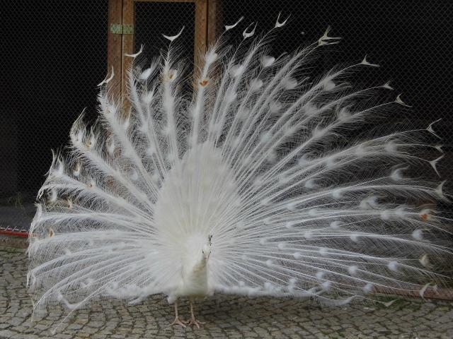 137