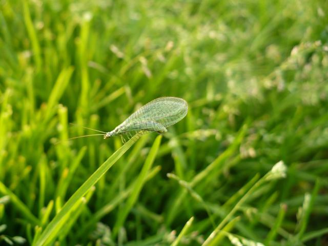 Wpis greenplanet