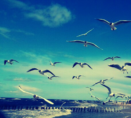 Freedom