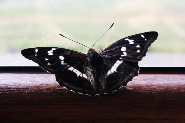 Wpis slepogluchoniema