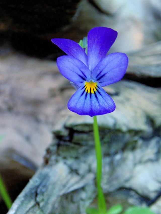 Wpis pannamaja