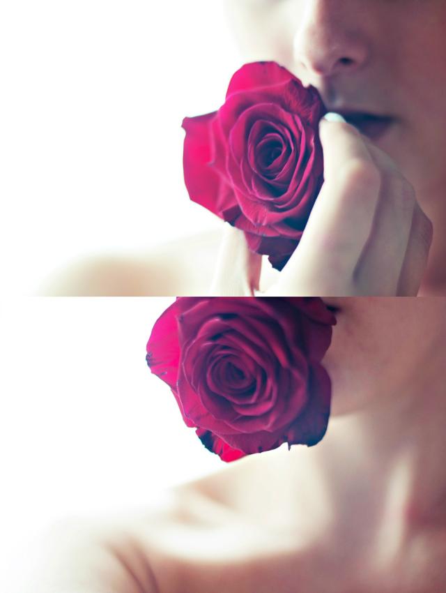 Red rose