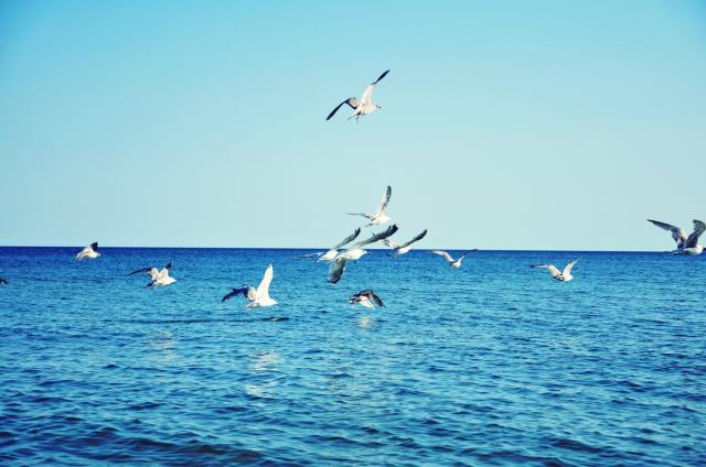 gulls&sea