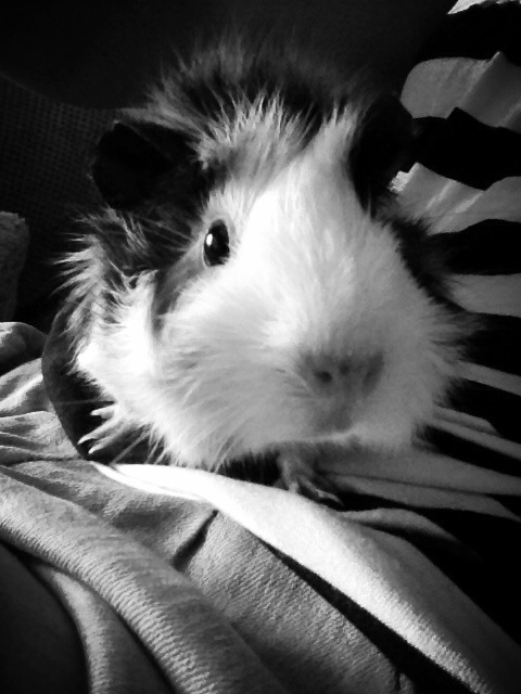 Wpis ronnie3