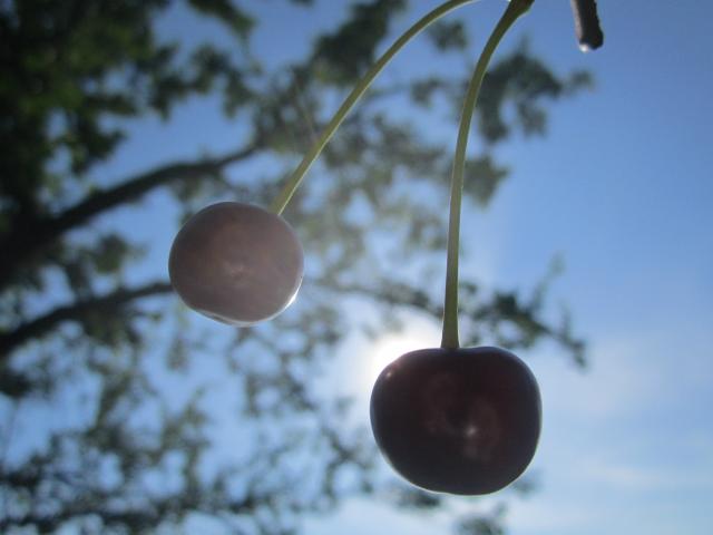 wisienki :)