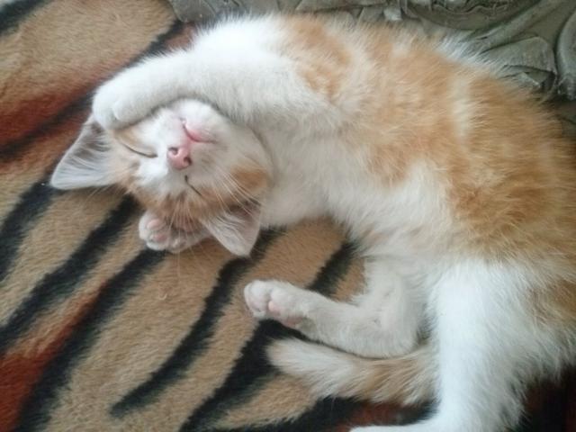Wpis xxxasiaaxxx