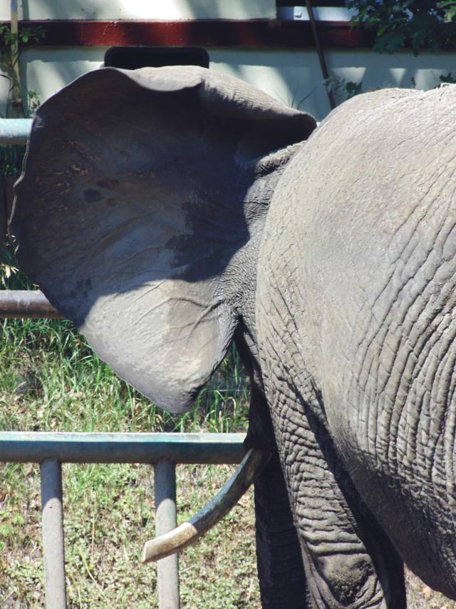 Pan Sonik z Oliwskiego ZOO