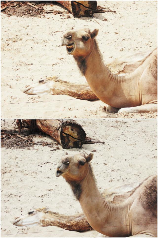 Gdaskie ZOO
