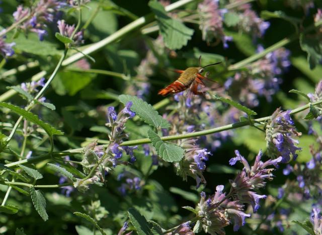 hummingbird hawk moth