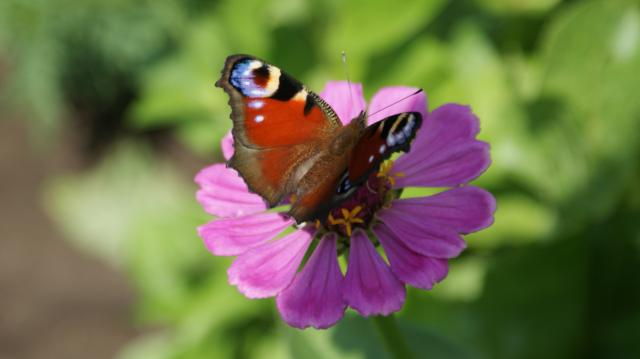motyl :)