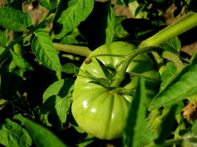 pomidorek :)