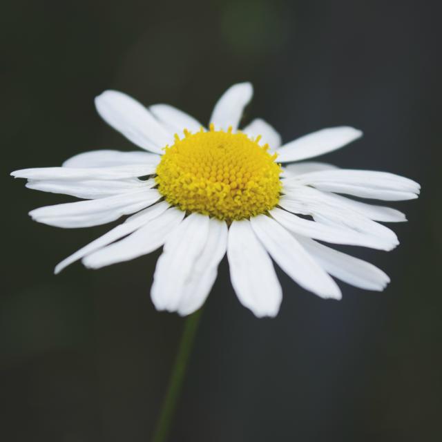 12.