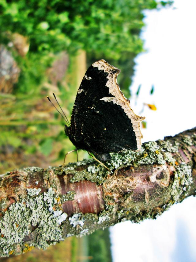 Butterfly.