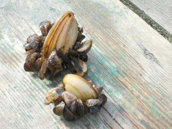 Wpis wariatulus