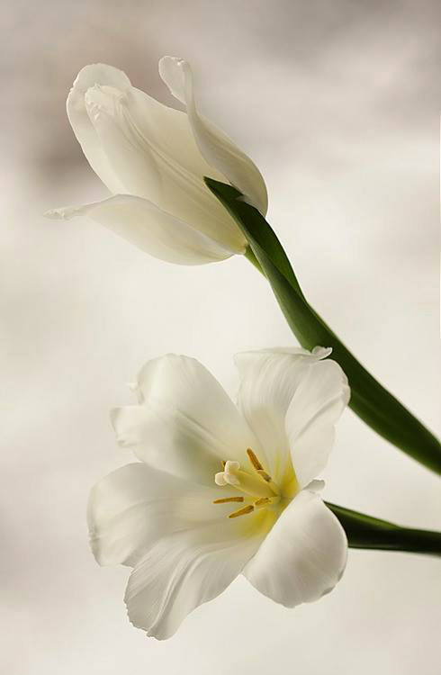 Iwona