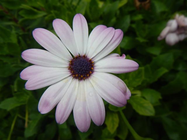 Macro - Chorwacja 
