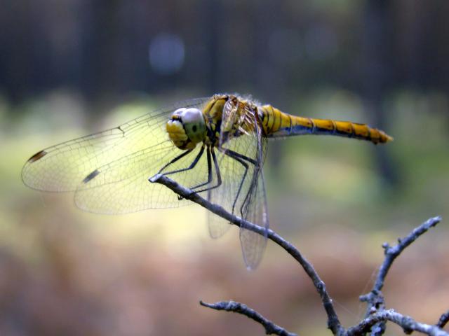 Wpis natureexplorer