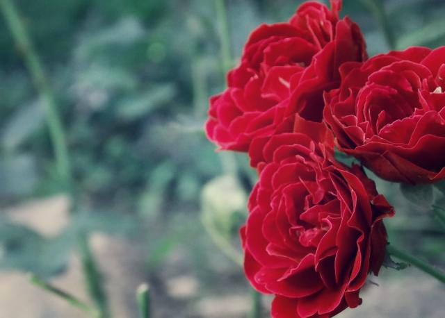 roses