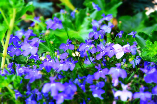 violets flowers
