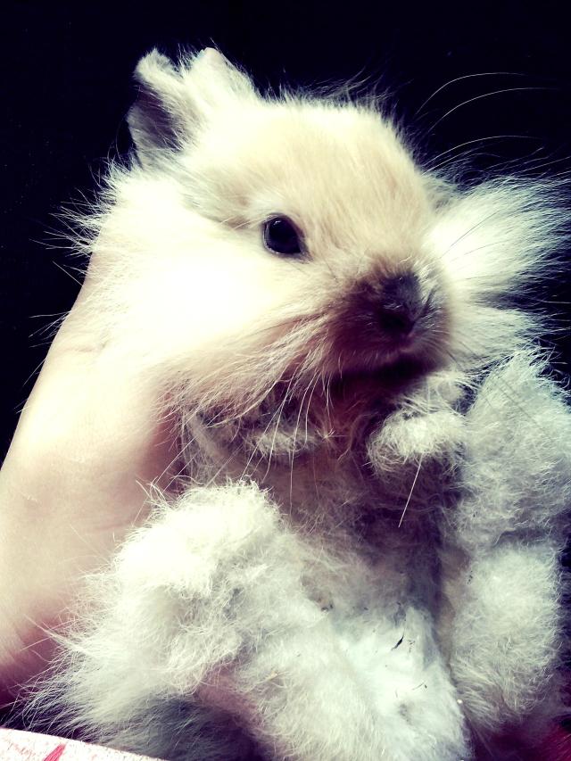 Fredi.