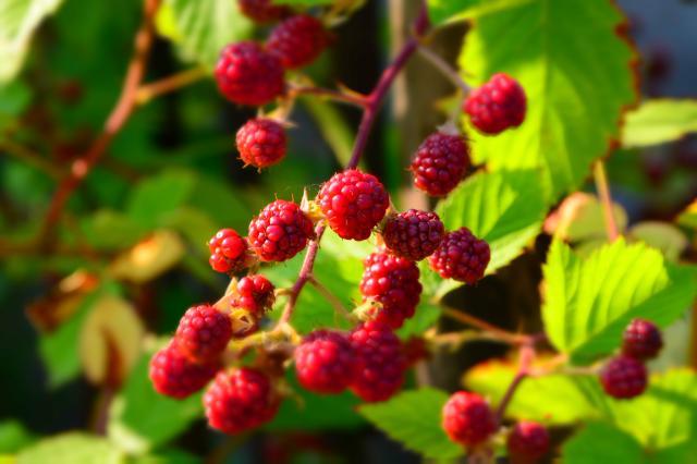 blackberries