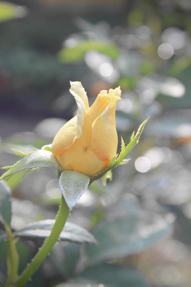 Yellow rose