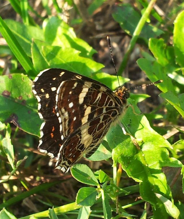 Rusaka kratkowiec.