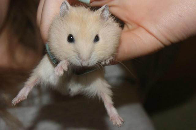 Jogi ^^