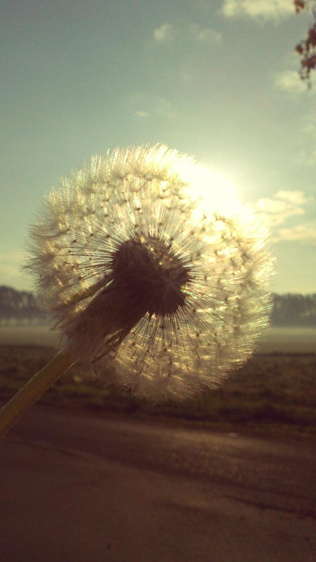 Dmuchawce latawce wiatr... 