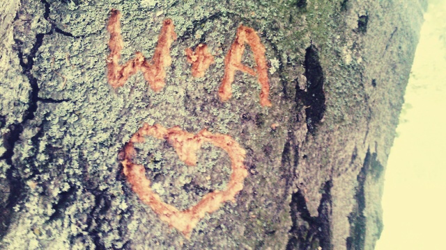 Wpis verunia
