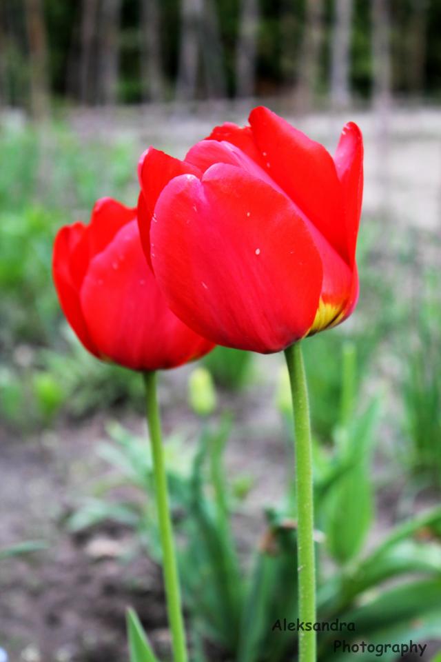 Tulipany ;* 