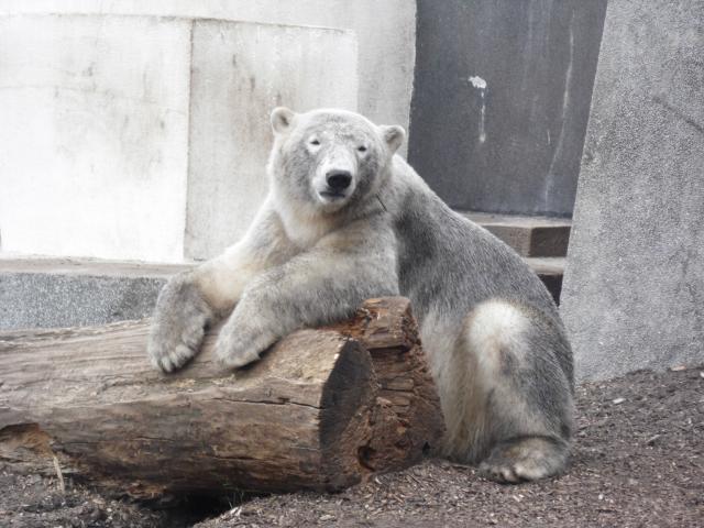 Mi w ZOO