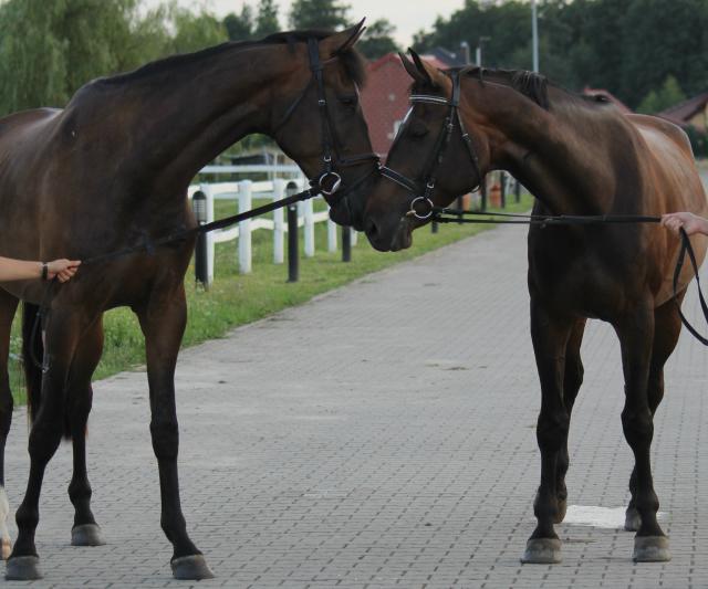 Drago i Moli