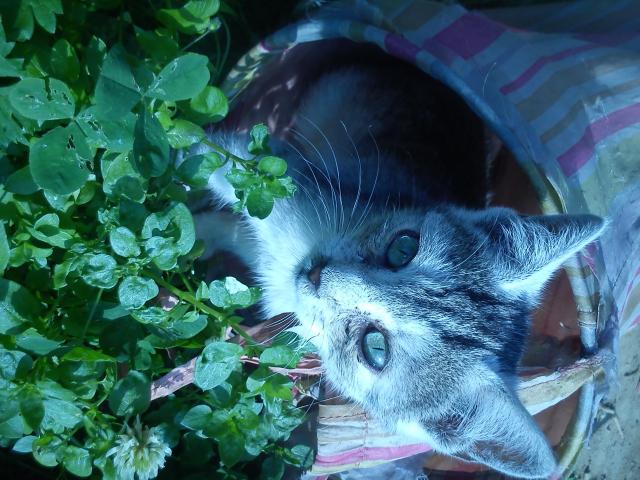Kote :3