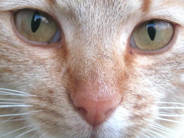 Kotee . 