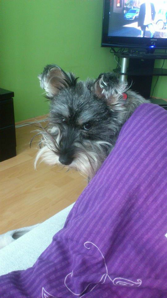 Wpis smileoxo