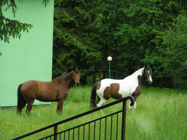 Baszta i Dakijka