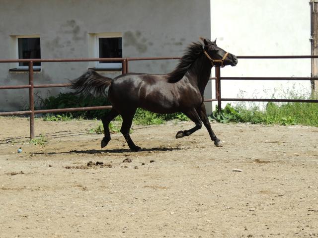 Paulina 