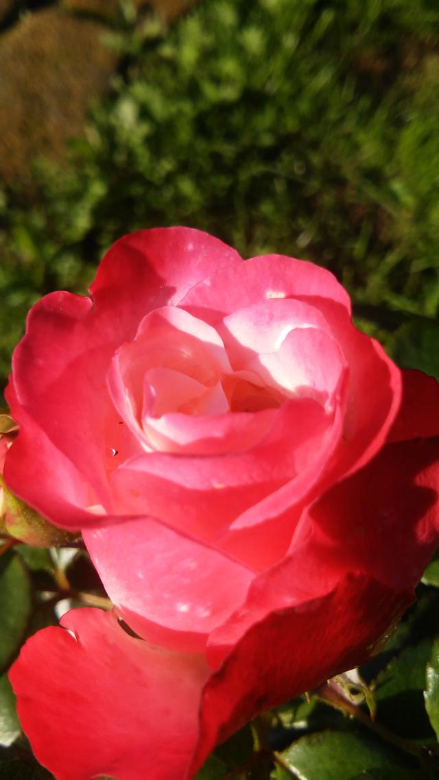 Wpis beautifulnatureview