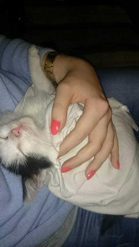 Wpis pastelowana
