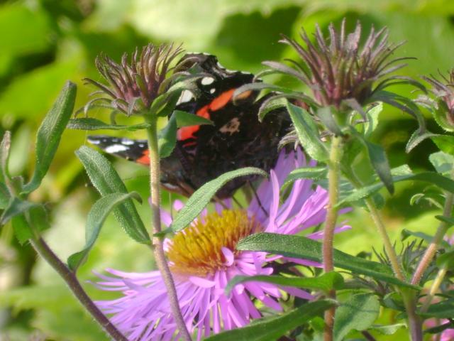Motyl